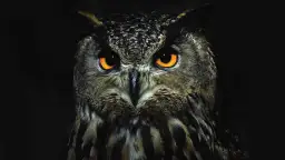 Wisiorek sowa znaczenie: odkryj tajemnice mądrości i ochrony