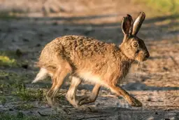 Dieta zająca szaraka: Sezonowe menu i śmiertelne zagrożenia