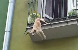 Jak zabezpieczyć balkon przed psem, aby uniknąć niebezpieczeństw?