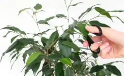 Dłoń z nożyczkami przycina zielone liście fikusa. Dowiedz się, jak przyciąć pachirę, przycinanie jest proste!