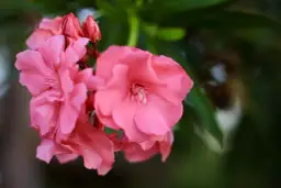 Jak długo kwitnie oleander? Odkryj sekrety jego długiego kwitnienia