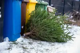 Choinka leżąca na śniegu obok kolorowych śmietników.