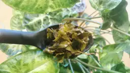 Roślina herbaty: Jak uprawiać w domu? Praktyczny poradnik każdego