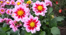 Dalia jak uprawiać: proste sposoby na piękne kwiaty w ogrodzie