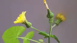 Jak odróżnić chwast mylony z mniszkiem lekarskim i mleczem?