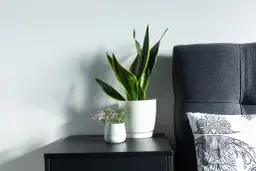 Kwiaty w sypialni: Które szkodzą snu i zdrowiu? Sprawdź!