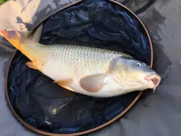 Najlepsze przynęty na karpia, które naprawdę przyciągają ryby