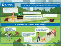 Dzik w mieście: Jak się zachować, zgłosić i zabezpieczyć?