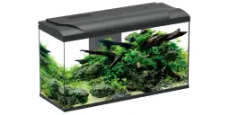 Ile godzin światła w akwarium? Klucz do zdrowych ryb i roślin