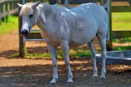 Skuteczne odrobaczanie konia: Przed czy po jedzeniu? Poznaj prawdę.