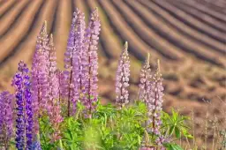 Jak kwitnie łubin? Terminy, pielęgnacja i sekrety obfitości