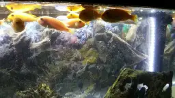 Dlaczego rybki w akwarium pływają przy powierzchni wody i co z tym zrobić