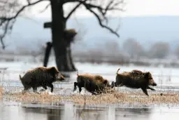 Dziki na osiedlu: Co robić? Bezpieczne rady i zgłaszanie zagrożeń