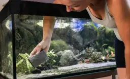 Co ile wymieniać wodę w akwarium, aby uniknąć problemów zdrowotnych?