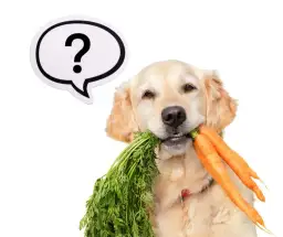 Czy pies może jeść marchew? Najważniejsze zasady bezpiecznego podawania
