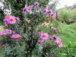 Kwiaty, które kwitną w październiku - piękno jesiennych ogrodów