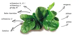 Dokładne wartości kaloryczne szpinaku i jego właściwości odżywcze