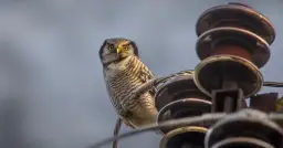 Jak filmy o zwierzętach zmieniają nasz stosunek do natury?