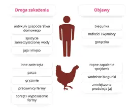 Salmonella objawy i zagrożenia - jakie sygnały powinny niepokoić?