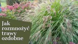 Jak kwitnie trawa – odkryj tajemnice rozmnażania i cyklu życia