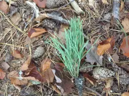 Jak zrobić kwaśny kompost: 6 kroków dla roślin kwasolubnych