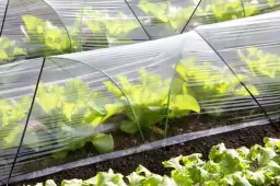 Co uprawiać w tunelu foliowym, aby uniknąć nieudanych zbiorów?