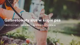 Co oznacza galaretowata kupka u psa - przyczyny i skuteczne leczenie
