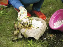Jak sadzić lilie wodne w doniczce - proste kroki i najczęstsze błędy