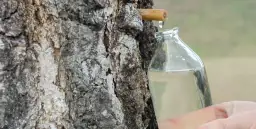 Sok z brzozy kiedy? Poznaj najlepszy czas na zbiór soku