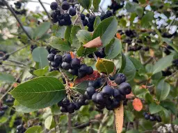 Kiedy sezon na aronię: poznaj najlepszy czas na zbiór owoców