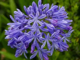 Czy agapant zimuje w gruncie? Oto co musisz wiedzieć o zimowaniu