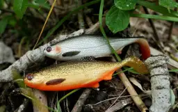 Skuteczne przynęty gumowe na sandacza – wybierz najlepsze lures