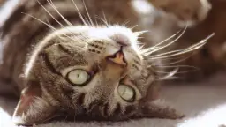 Kotka krwawi w rui? To NIE jest normalne! Kiedy bić na alarm?