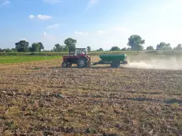 Czy można siać wapno na zboże? Unikaj szkód dla roślin