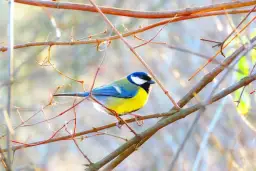 Sikorka czym się żywi? Odkryj sekrety diety tych ptaków