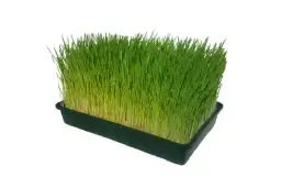 Sok z trawy pszenicznej gdzie kupić - najlepsze sklepy online w Polsce