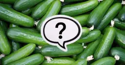 Czy pies może jeść ogórki gruntowe? Sprawdź, co musisz wiedzieć