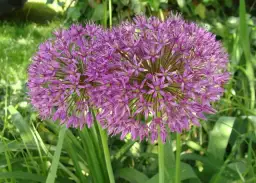 Kwitnie czosnek? Ogławianie, zastosowanie pędów i ozdobne odmiany