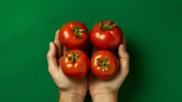 Odkryj Sekrety uprawy pomidorów sztywnołodygowych w Twoim Ogrodzie