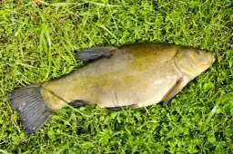 Jakie zdjęcie do karty wędkarskiej? Sprawdź wymagania i porady