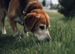 Odrobaczanie psa: objawy normalne i niepokojące kiedy reagować?