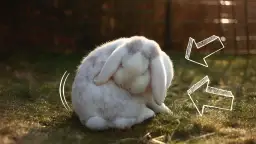 Biały królik z szarymi plamkami, siedzący na trawie, pokazuje jak królik okazuje radość, podskakując i kręcąc ogonkiem.