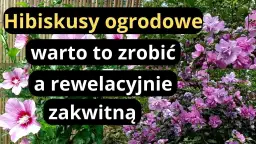 Jak przycinać hibiskusa ogrodowego, aby zwiększyć kwitnienie i zdrowie rośliny
