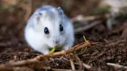 Mały, puszysty chomik z czarnymi oczkami je listek. Zastanawiasz się, ile kosztuje uśpienie chomika?