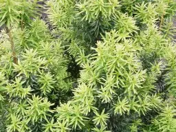 Jak prawidłowo sadzić cisy na żywopłot – uniknij błędów i ciesz się gęstym ogrodzeniem