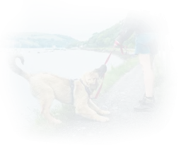 Ile kalorii spalisz podczas spaceru z psem? Sprawdź to teraz!