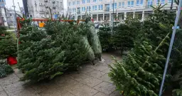 Czego symbolem jest choinka? Odkryj jej głębokie znaczenie i historię