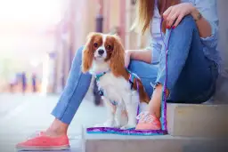 Jak dobrać najlepsze szelki dla cavaliera - kompletny zestaw informacji