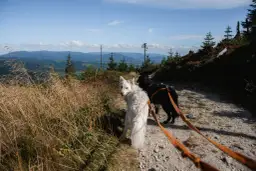Góry z psem: gdzie i jak bezpiecznie wędrować? Pełny przewodnik