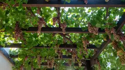 Pergola na winogron z obfitymi kiściami różowych winogron zwisającymi wśród zielonych liści.